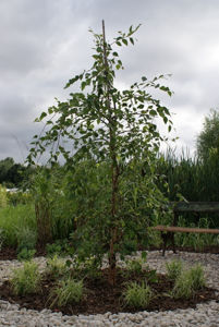 Bild von Betula